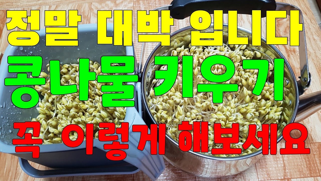 콩나물 키우기 2                                    👉누구나 실패없이 정말 쉽게 일주일만에 키우는 방법