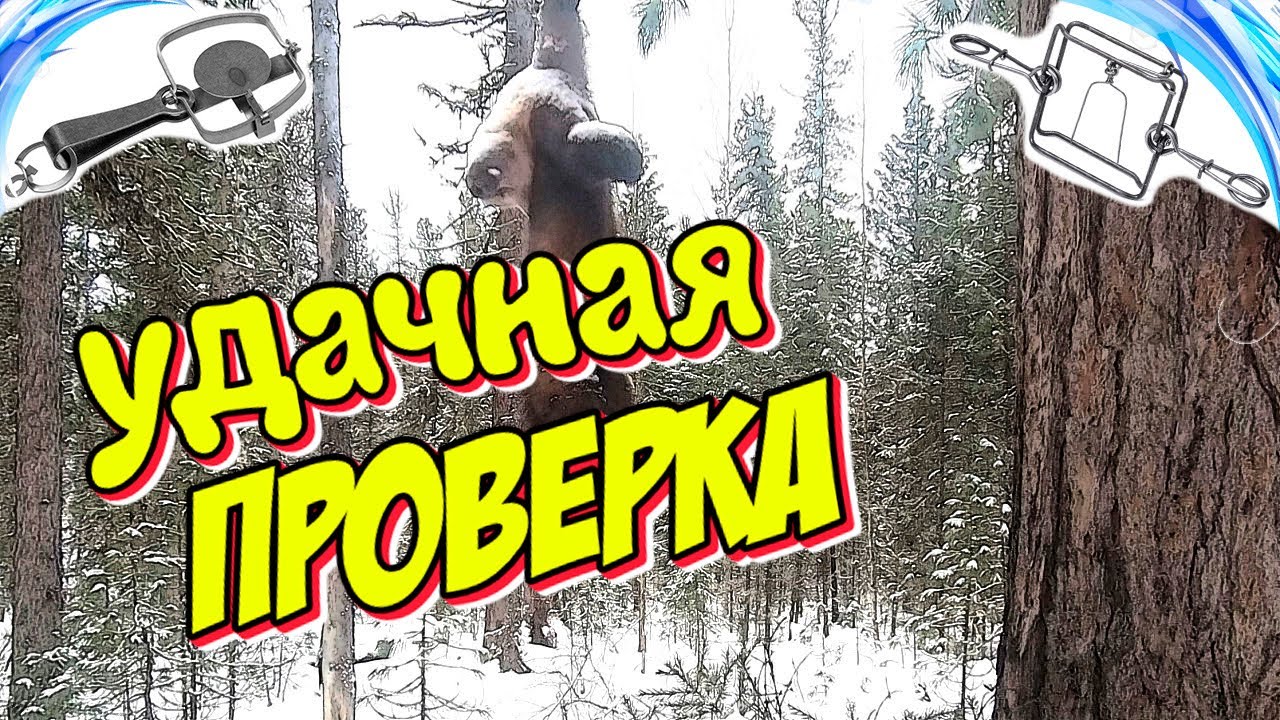 Охота На Соболя | Капканы: Вторая Проверка и  Опять На Отлично