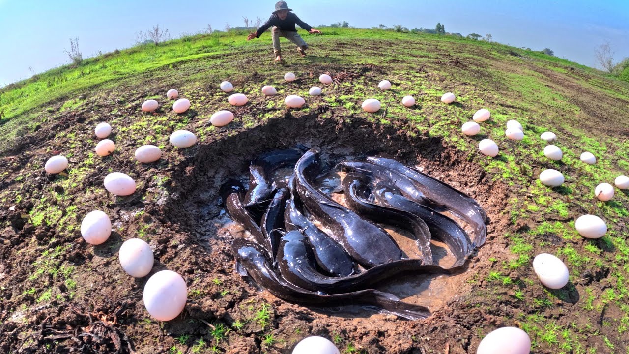 FISHING SKILLS, catch a lot of fish and pick duck eggs in rice field by hand