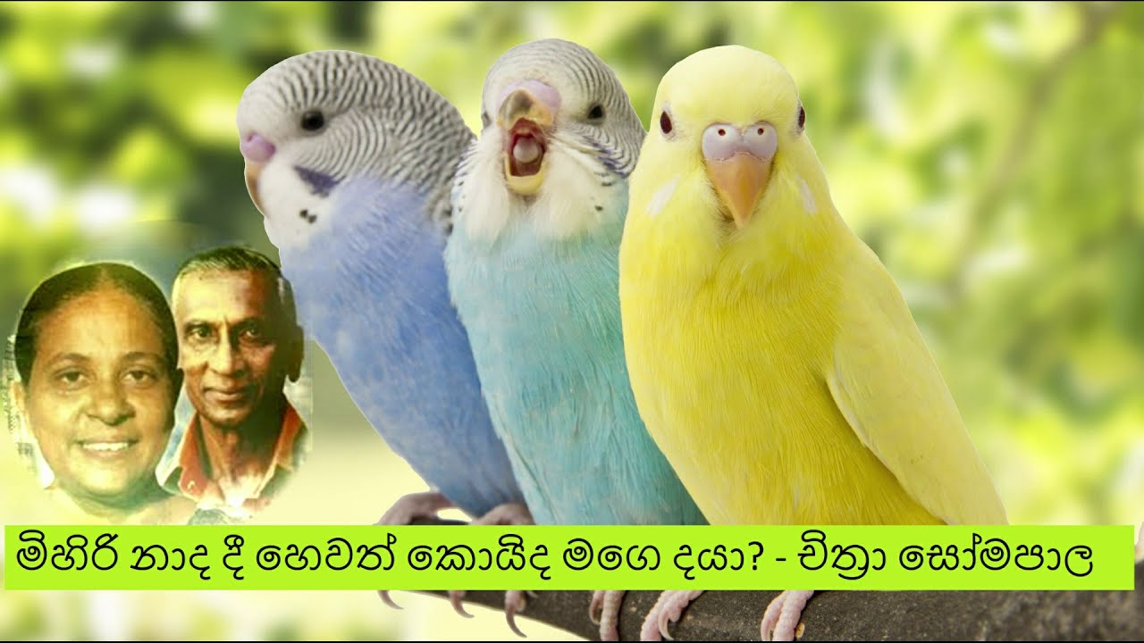 මිහිරි නාද දී හෙවත් පොඩි කුරුල්ලනේ Mihiri Naada - Podi Kurullane – Chithra Somapala – Pitagamkarayo