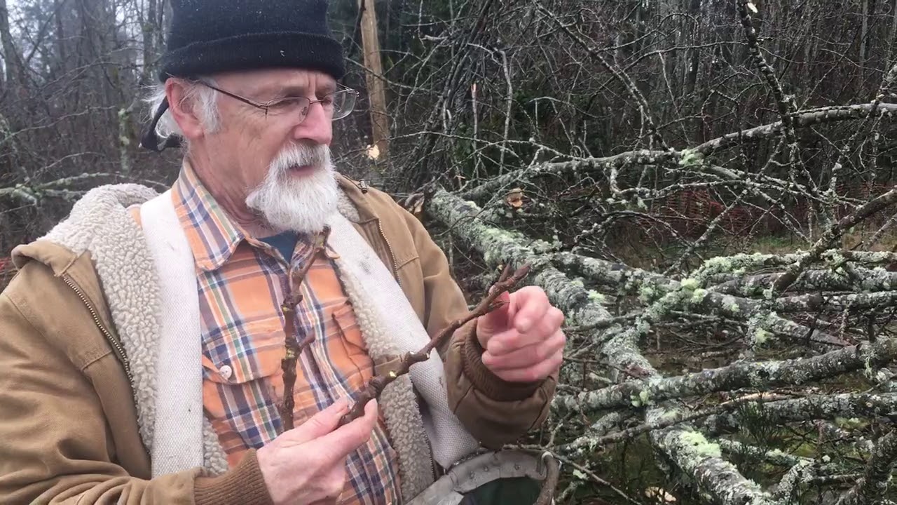 Cottonwood Buds/ Poplar Buds - How to Harvest with Skeeter