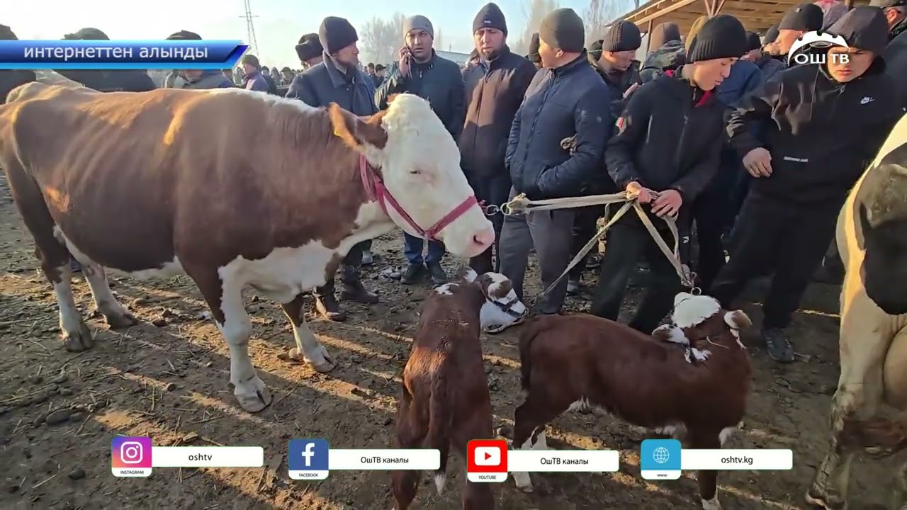 Кыргызстан чет өлкөлөргө мал экспортун убактылуу токтотту