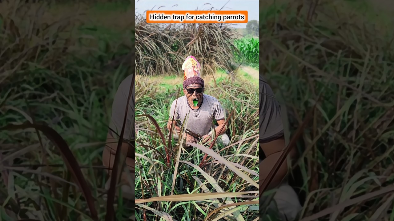 Hidden trap for catching parrots. #shorts #trap #funny #birds #comedy #nature #birdtrap