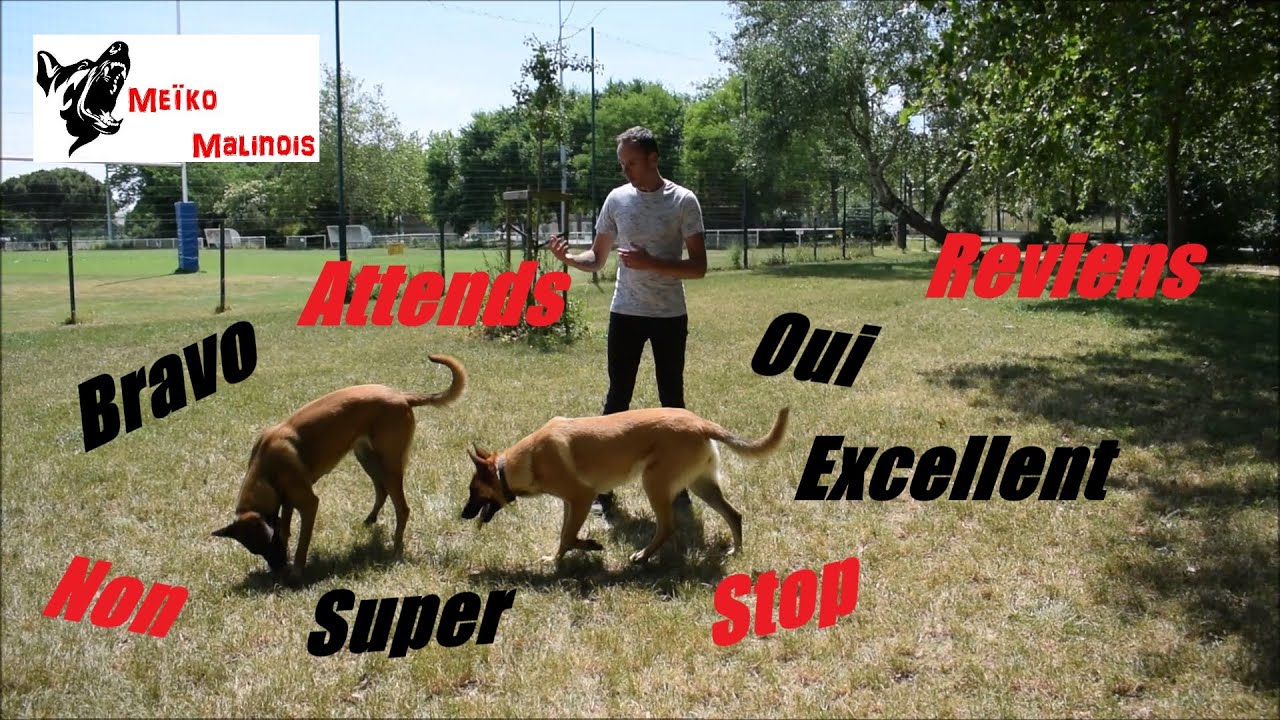 Féliciter son Chien = Désobéissance !!!