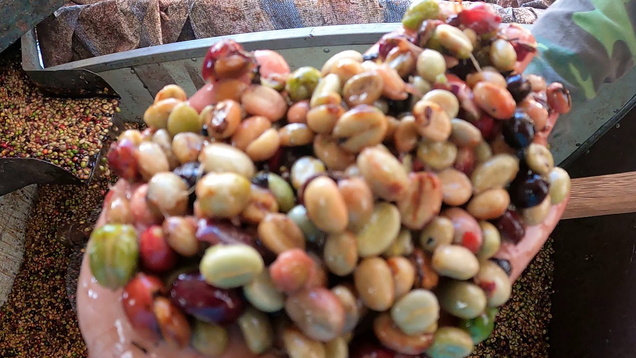 Thực tế quy trình sơ chế Robusta Honey tại Vero Farm-Lâm Hà-Lâm Đồng