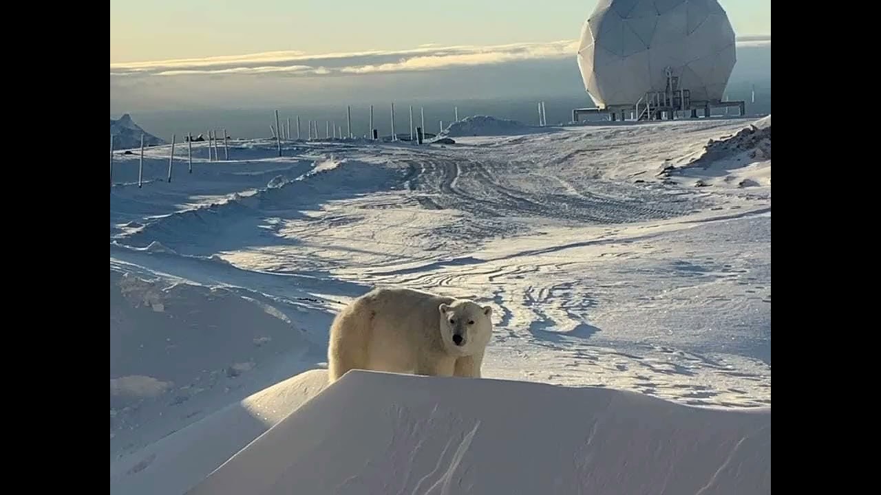 Snow Bear in Brevoort Island Nunavut