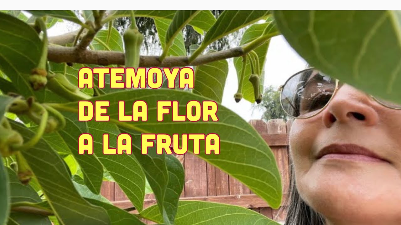 La Atemoya, de la flor a la fruta/The Atemoya, from the flower to the fruit