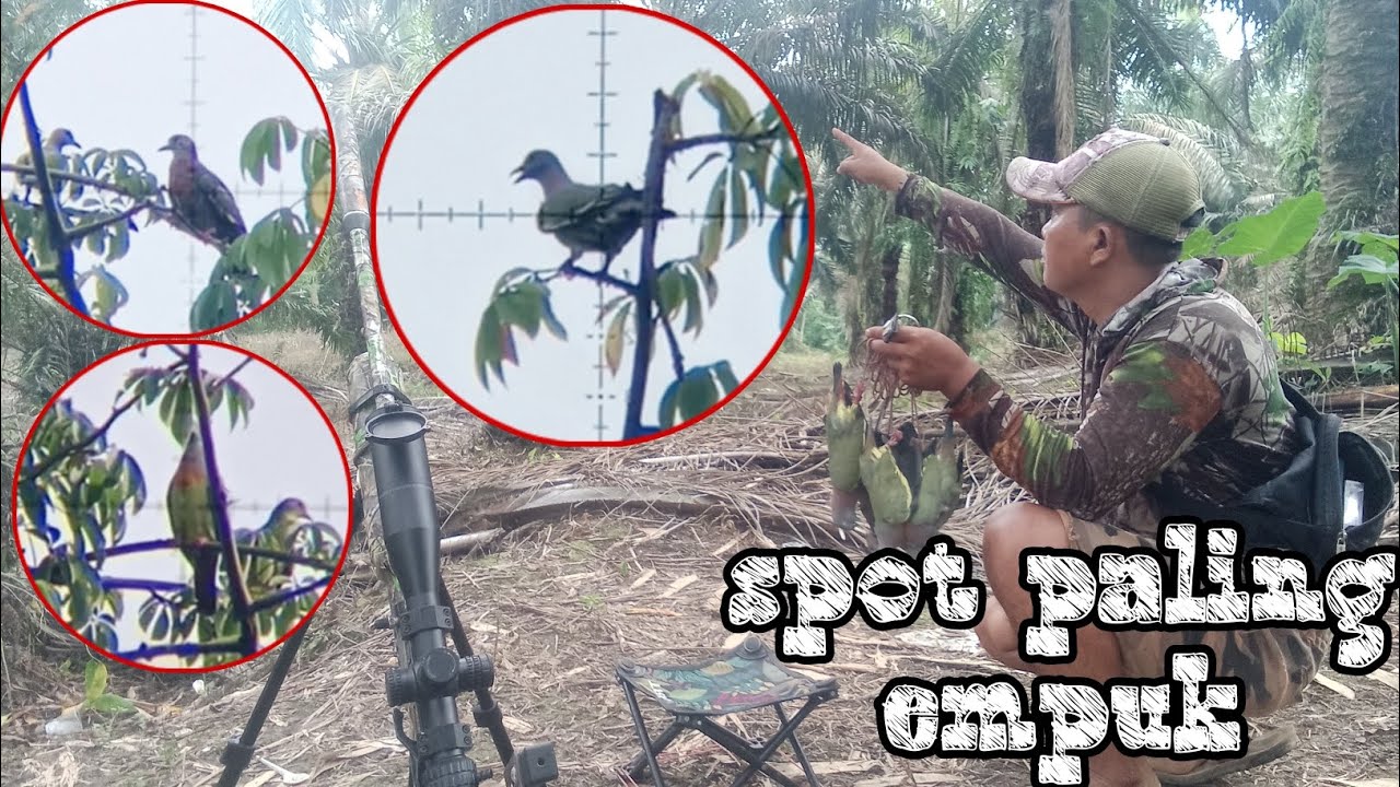 SPOT PUNAI   A1  Pasti panen Berburu punai disini 