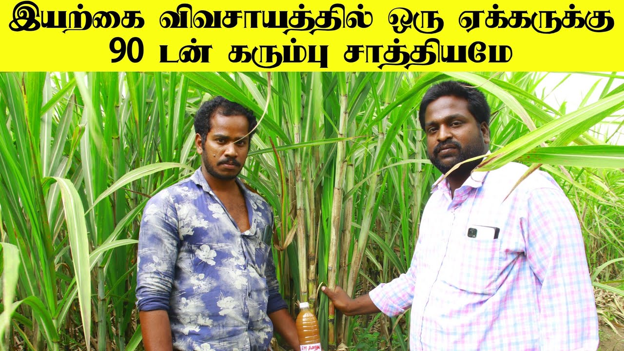 இயற்கை விவசாயத்தில் கரும்பு சாகுபடி| Sugarcane Organic Farming Methods|U2Vivasayam