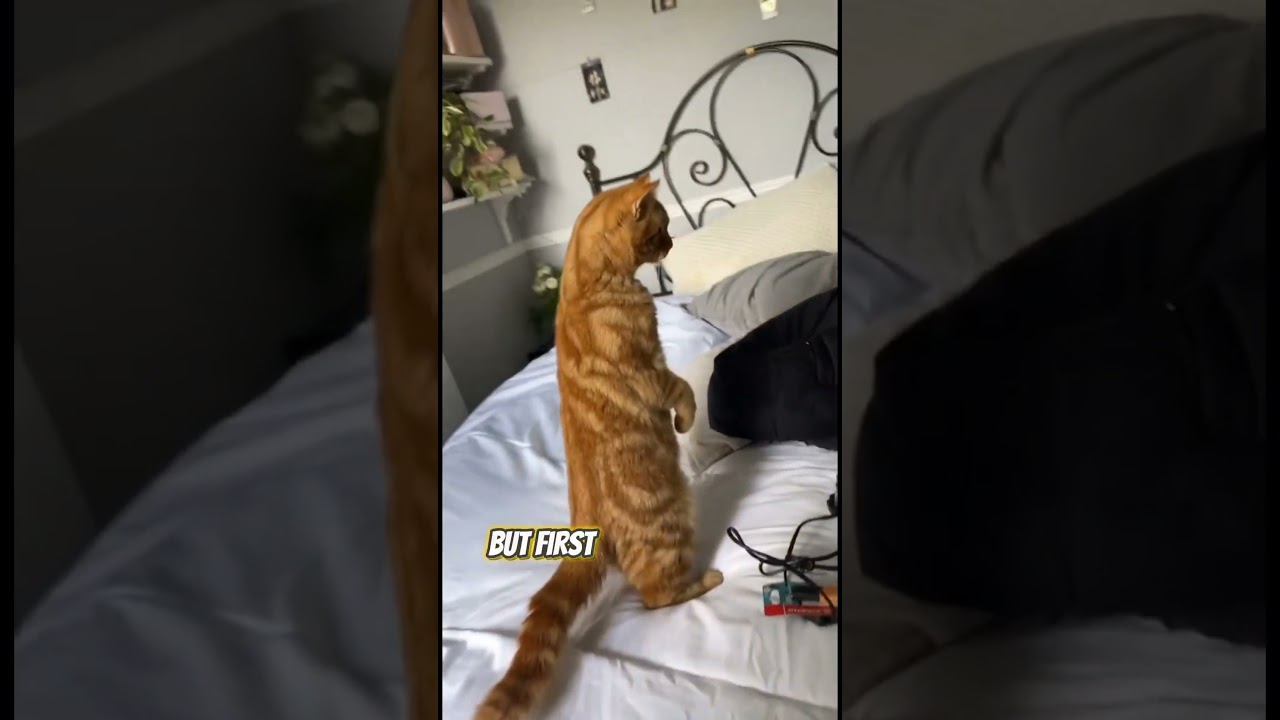 Top 3 Weird Animals Moments💀