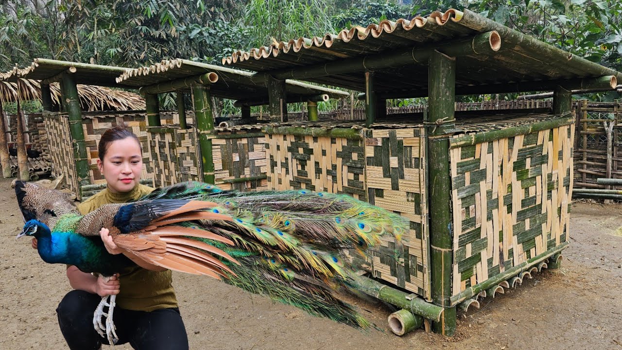 5 Days: Build Bamboo House For Peafowl Bird - Start To Finish | Lý Thị Ca