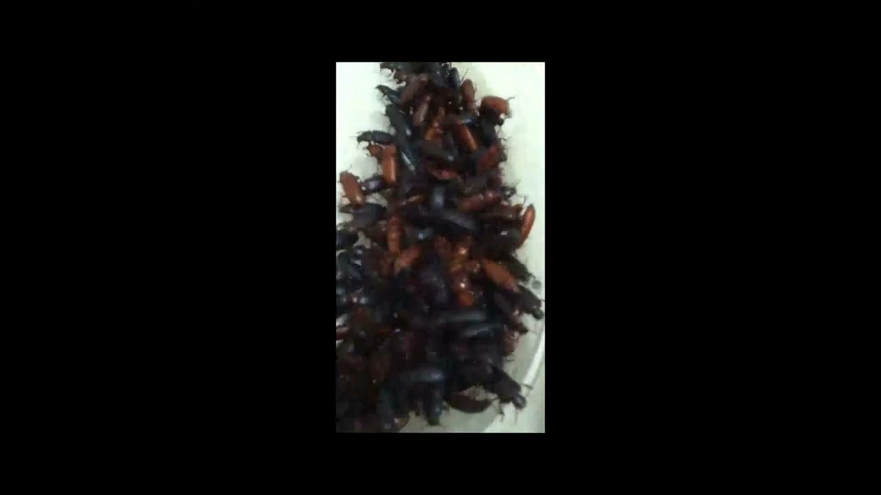 Mealworm Beetle Colony Summer 2022 #shorts