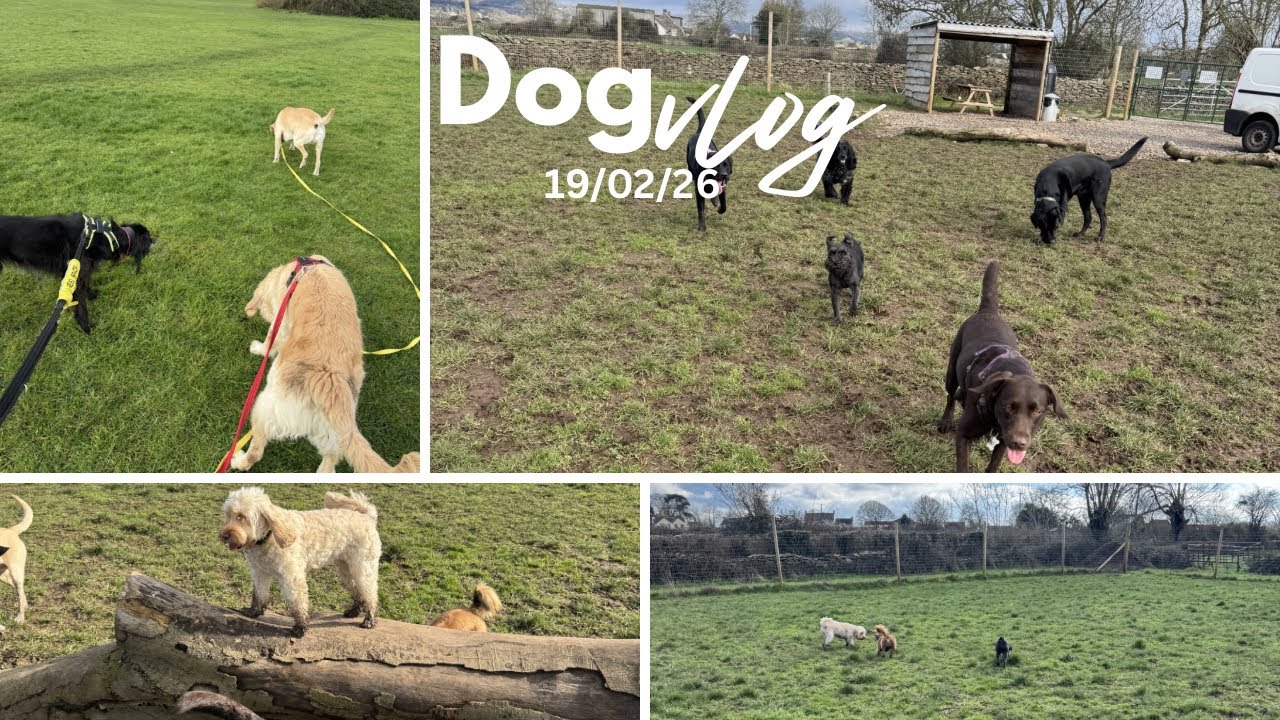 Questioning my life choices! A day in the life of a dog walker 🐾