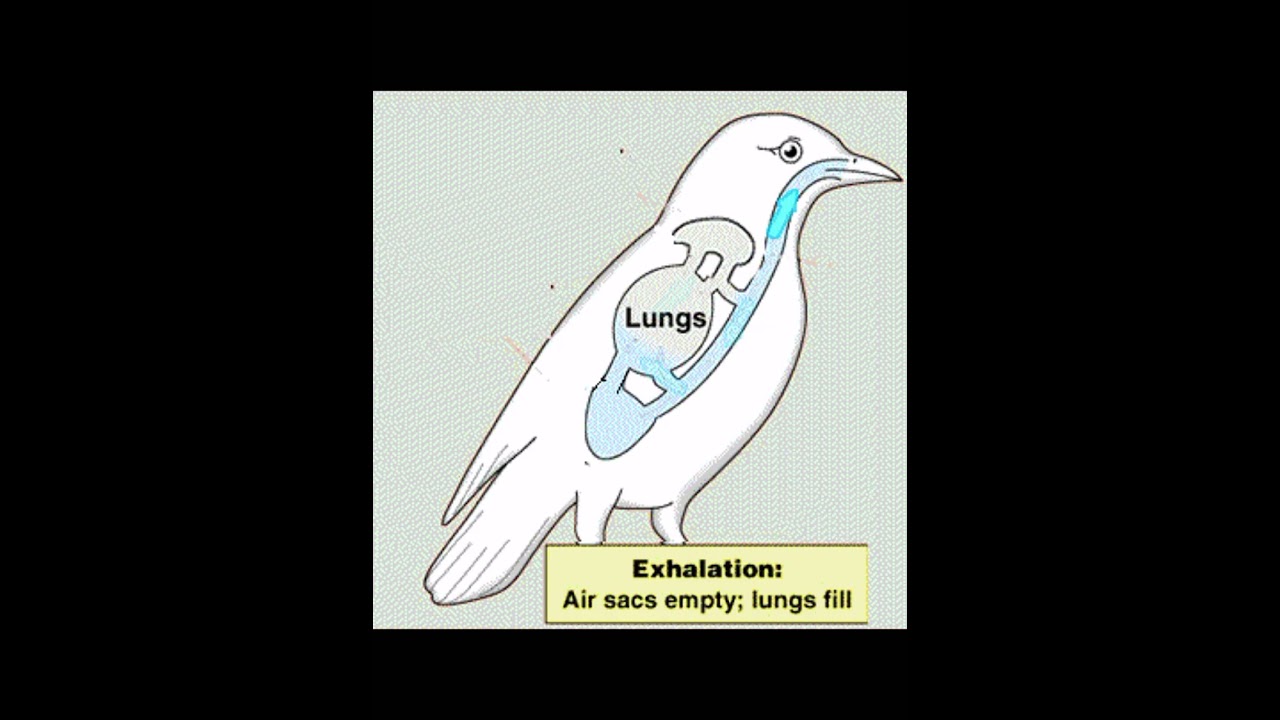 Chapter 13 Gaseous Exchange #Respiration in birds #youtube #pgc