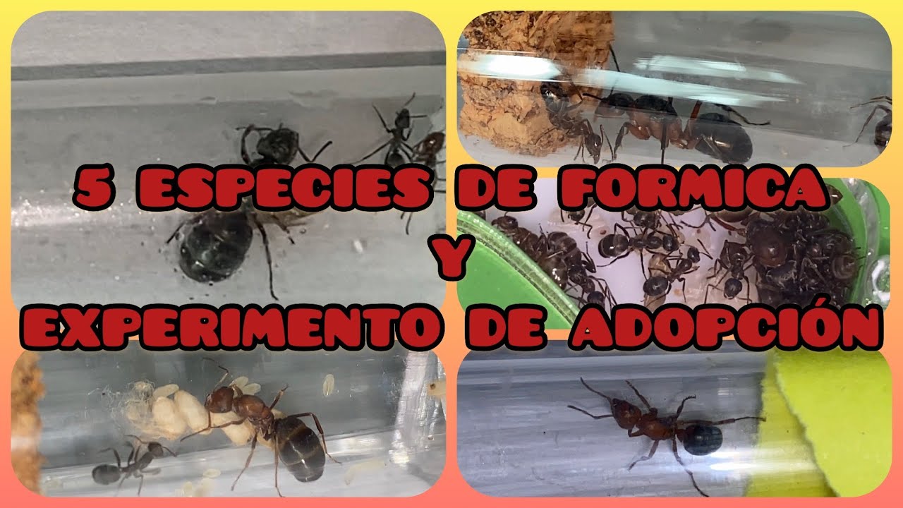 5 ESPECIES DE FORMICA Y EXPERIMENTO DE ADOPCIÓN