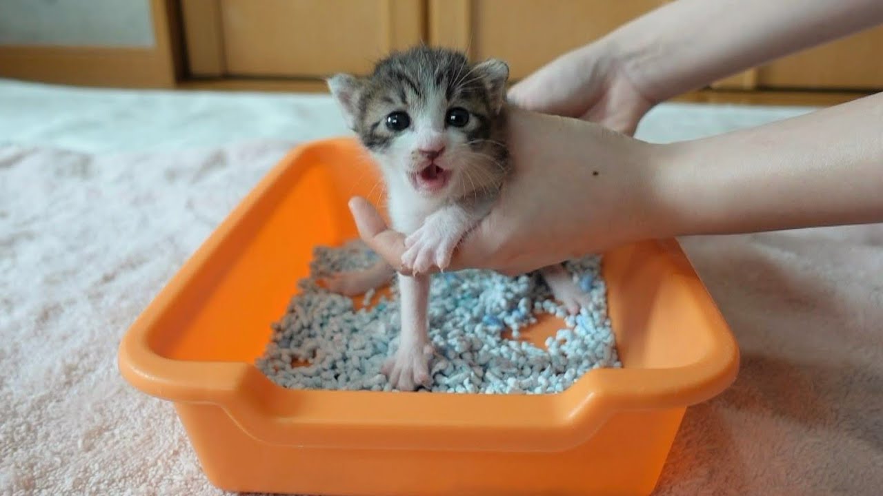 【生後18日】トイレトレーニングで大騒ぎする子猫 ＆ 10代目おちびーずの名前決定！