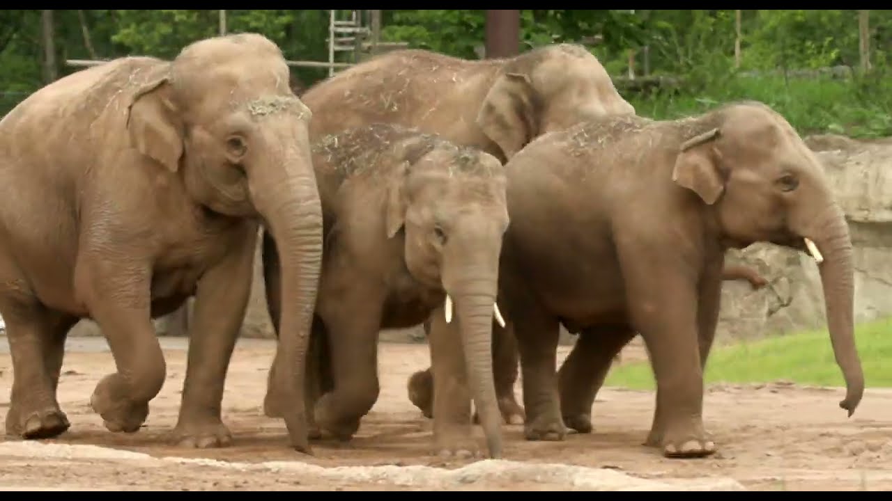 Elephants Explore New Yard in Elephant Trek - Cincinnati Zoo