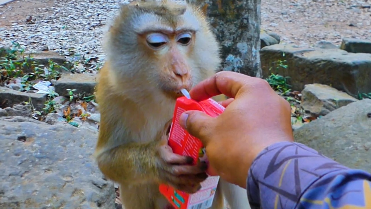 Heartbreaking Moment! Monkey Mom Lila Misses Baby Lilo While Drinking Milk. We Help shared to Her.