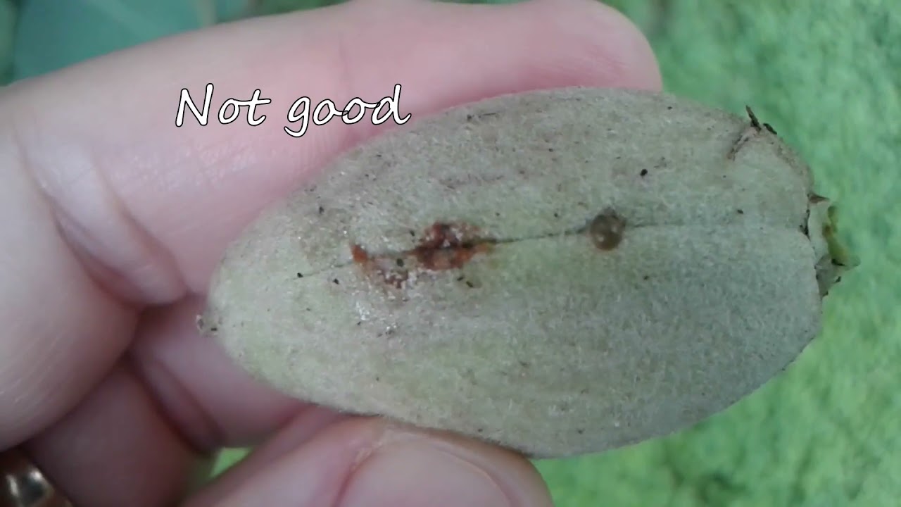 MY ALMOND TREES : Update on Almond Nuts, uses and pests, with ASMR at the end!!!