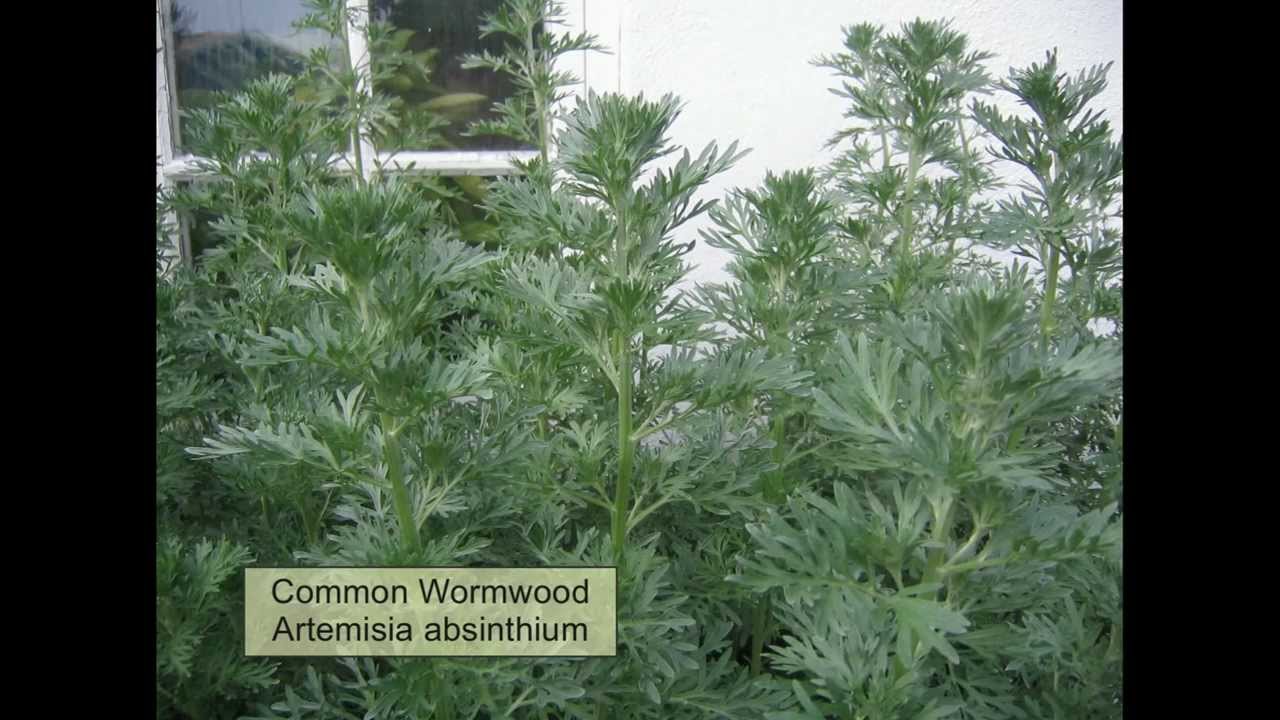 Praising the Artemisias