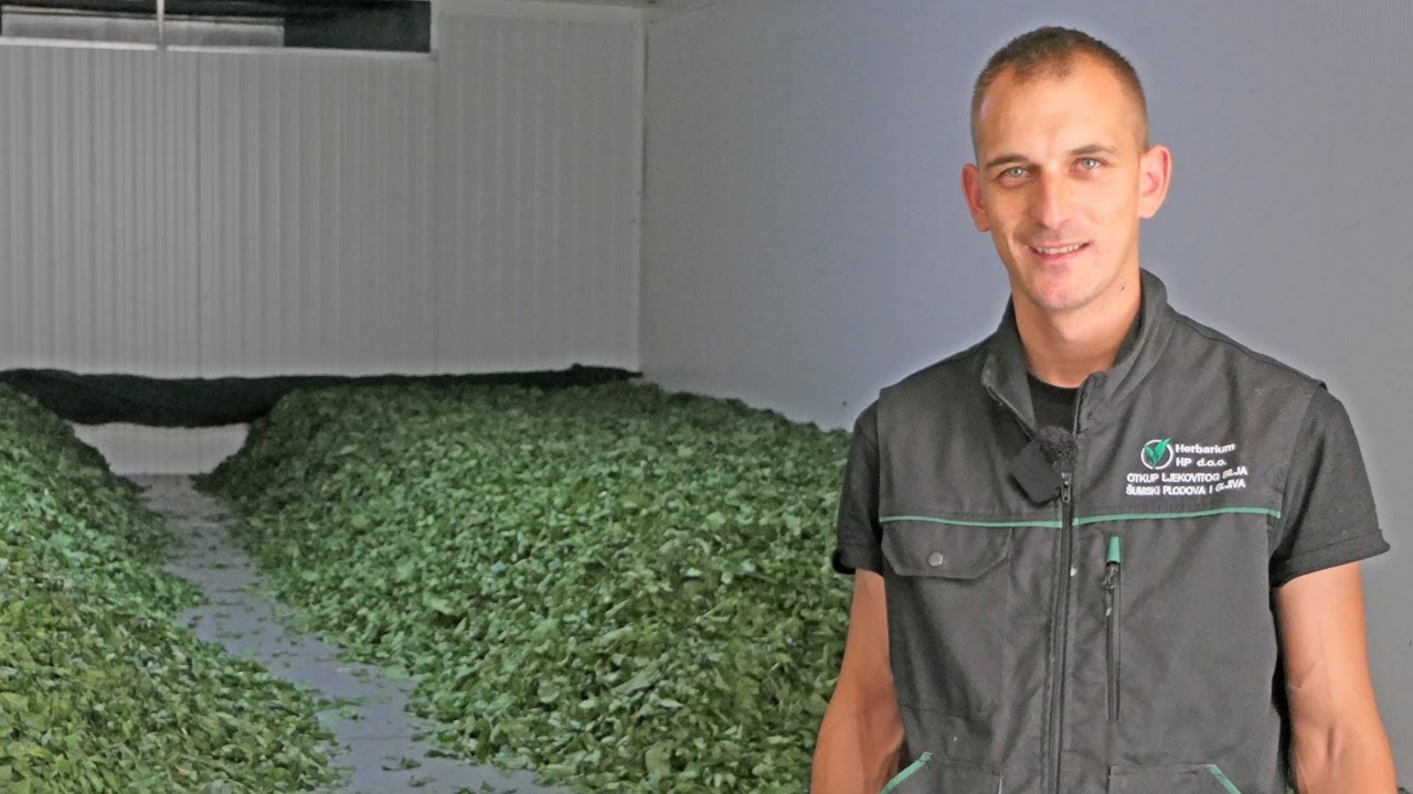 Dosad neviđeno, dnevno naberem 300 kg ove magične trave, dnevnica direktorska