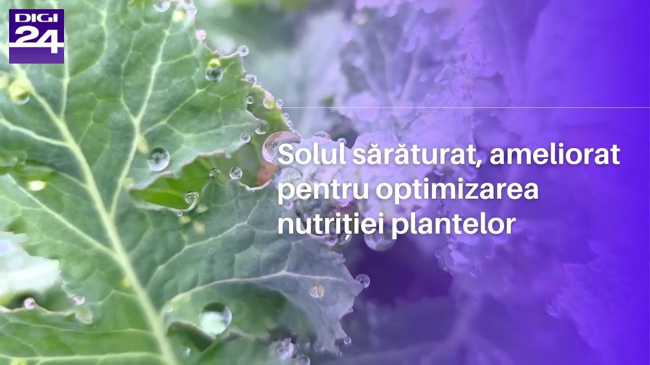 Solul sărăturat, ameliorat pentru optimizarea nutriției plantelor I Dolhasca, județul Suceava