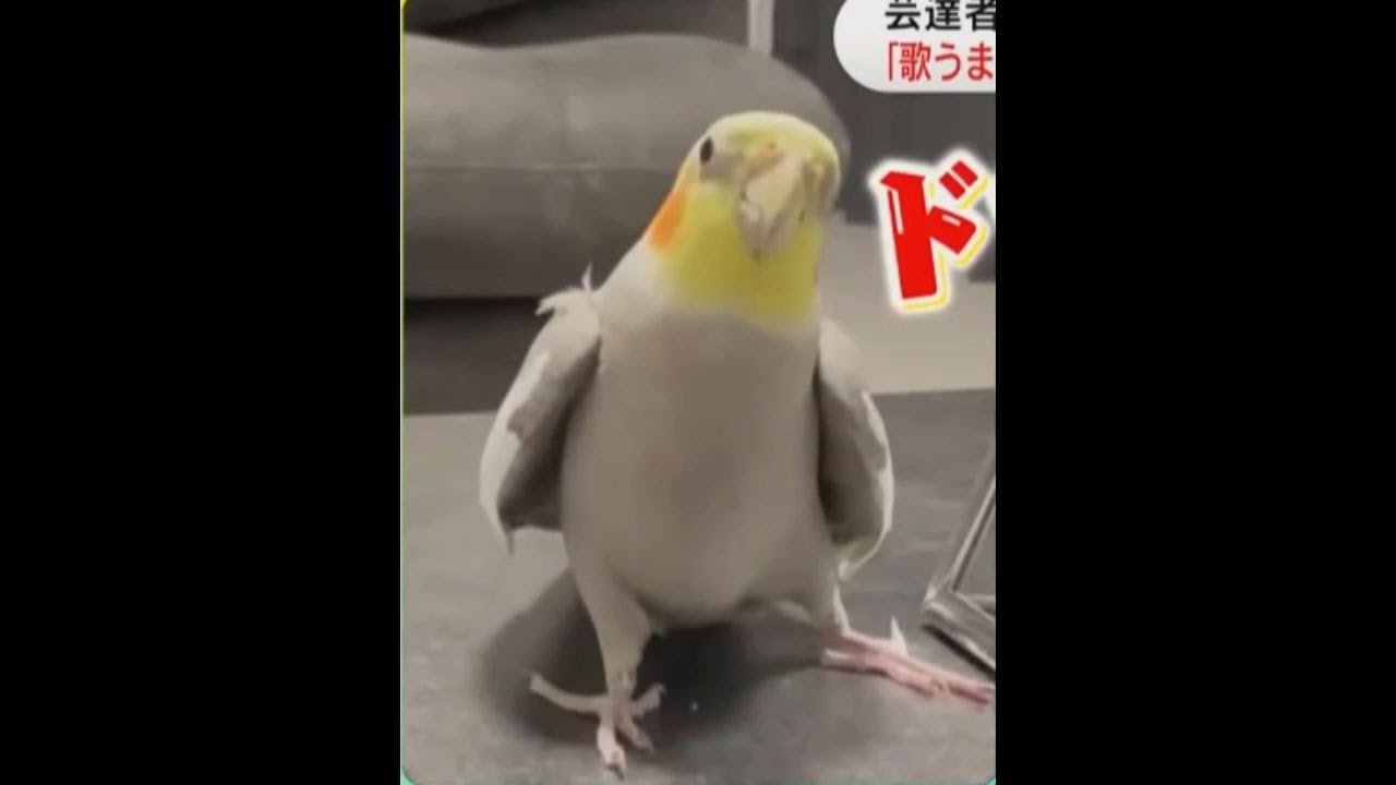 ミッキーマウス・マーチを歌ってポーズを決めるインコ1歳www