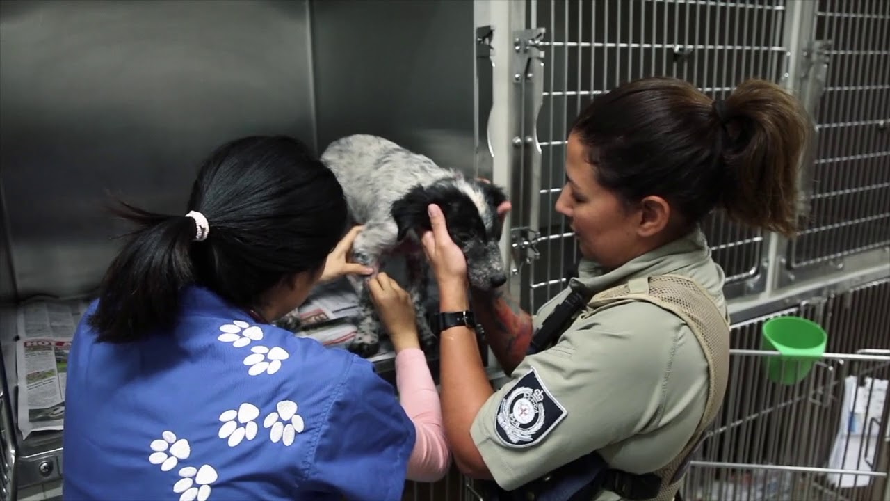 A Day In The Life Of An RSPCA NSW Inspector