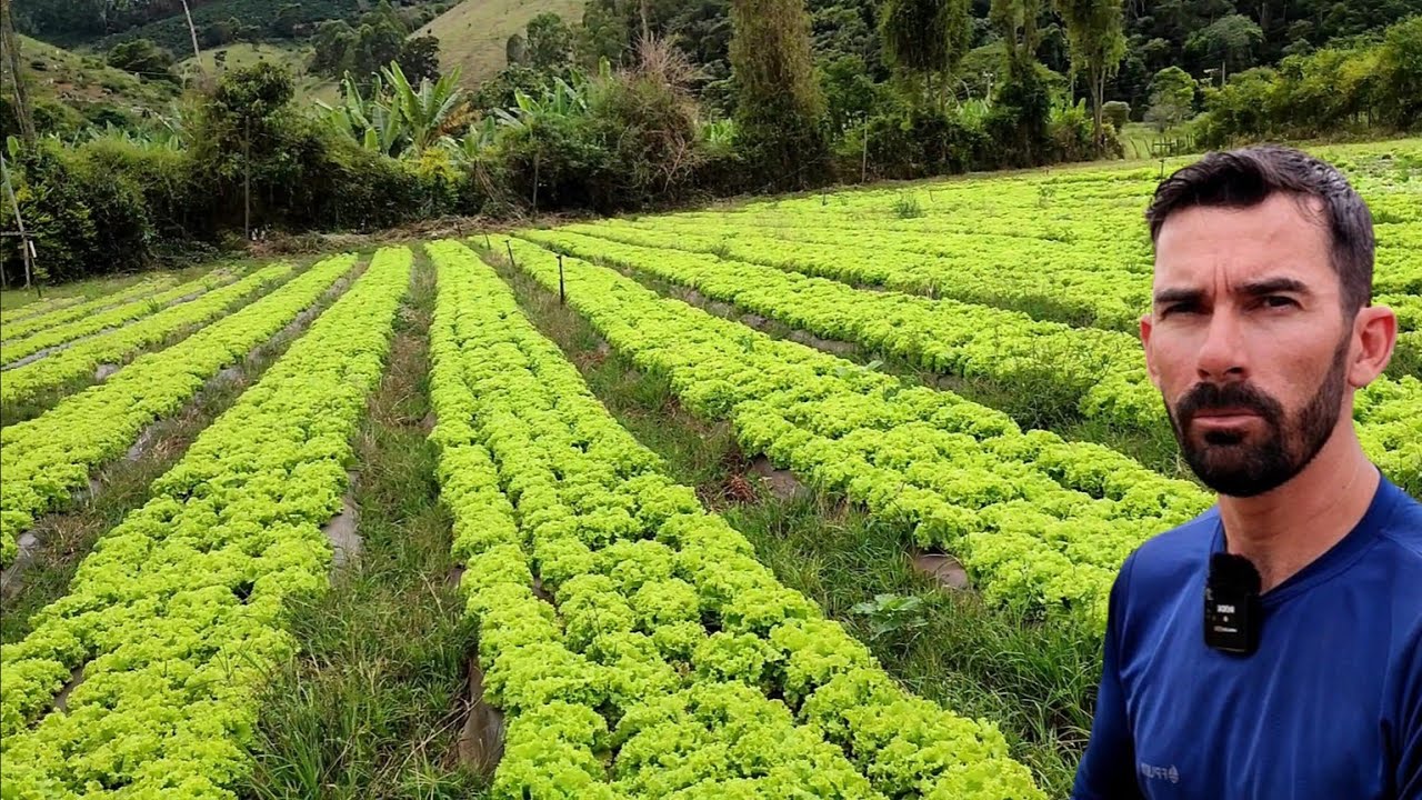 ALFACE DO SEMEIO A COLHEITA🌱 NÃO PLANTE ALFACE ANTES DE ASSISTIR ESSE VÍDEO💸