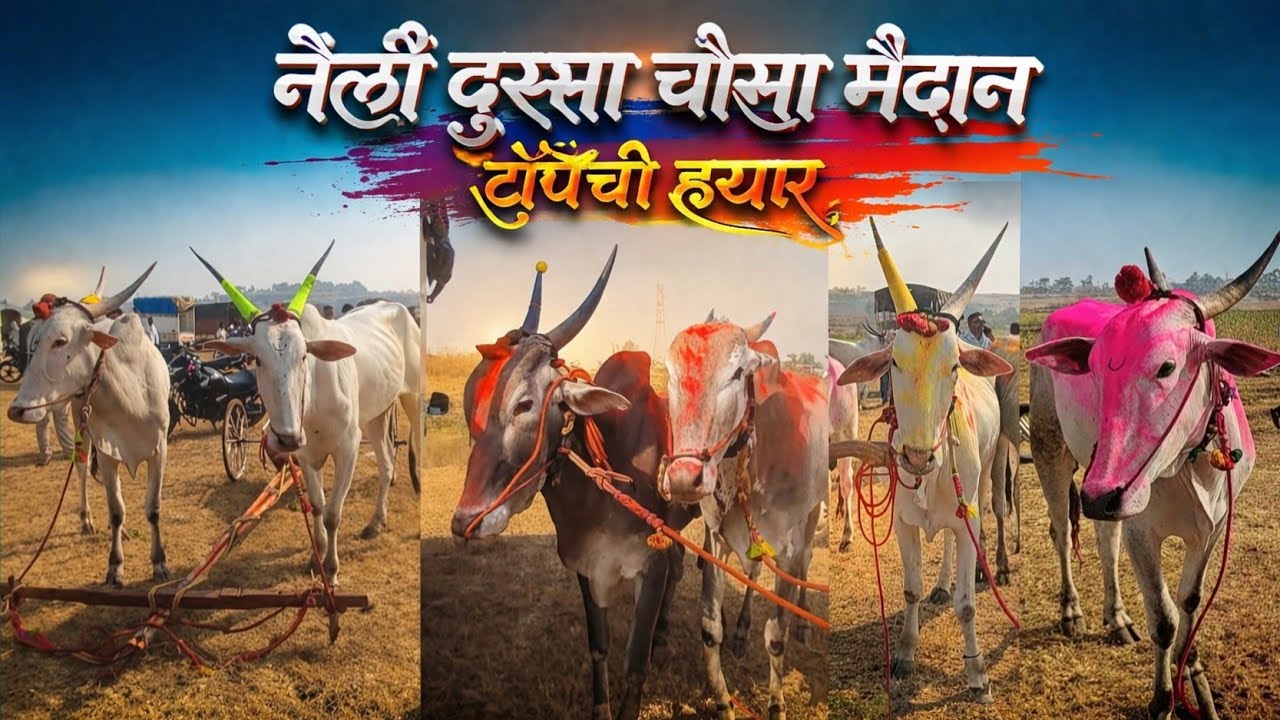 नेर्ली दुस्सा चौसा &आदत पैरे Nerli Dussa Chausa&adat paire #sharyat #bailgadisharyat #bullrace #bull
