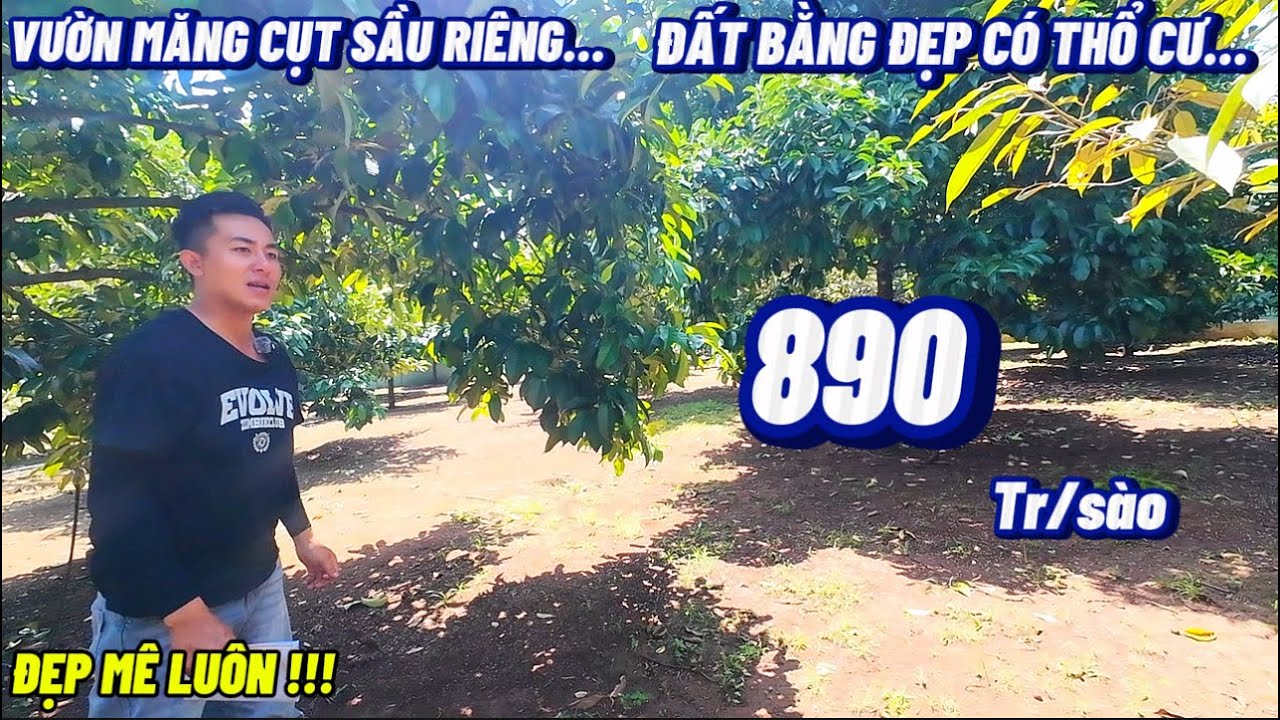 VƯỜN THỔ CƯ TRÁI CÂY SẦU RIÊNG MĂNG CỤT SIÊU ĐẸP GIÁ RẼ TẠI CẨM MỸ ĐỒNG NAI