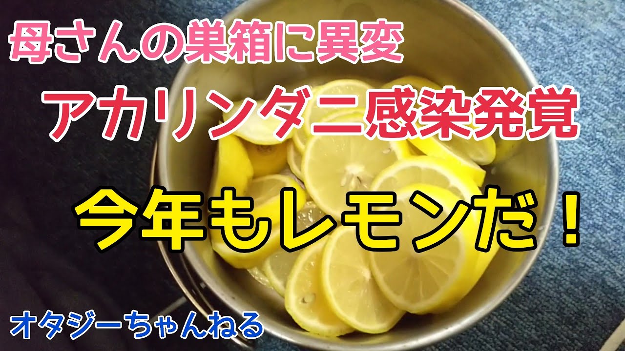 日本みつばち　アカリンダニ感染発覚 今年もレモンだ！　母さんの巣箱に異変