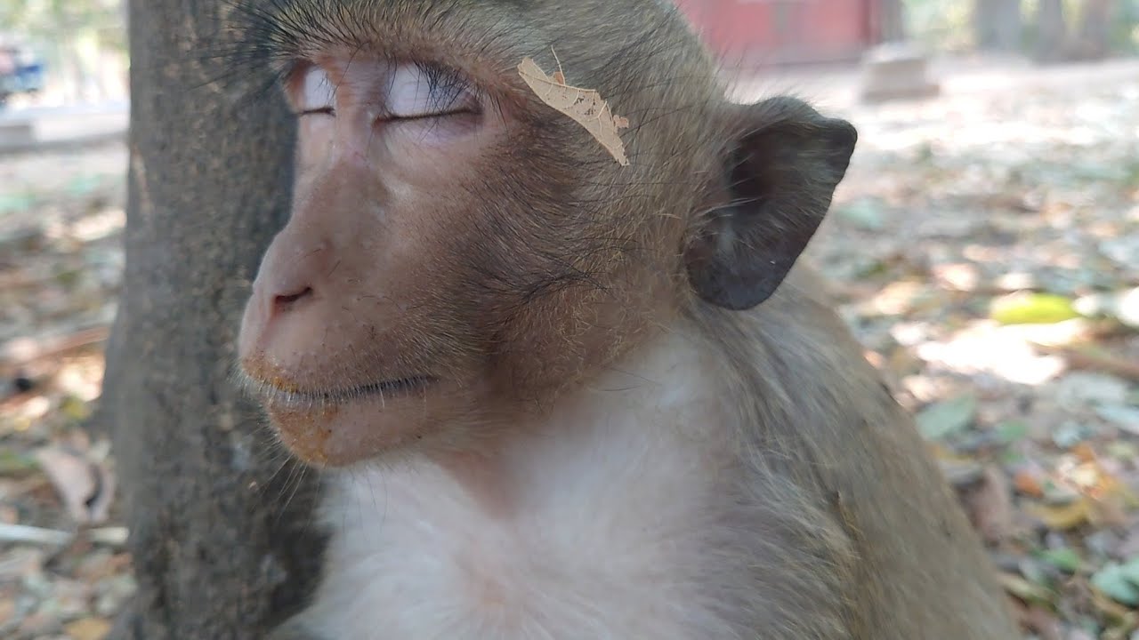 monkey most extractive for people see in
