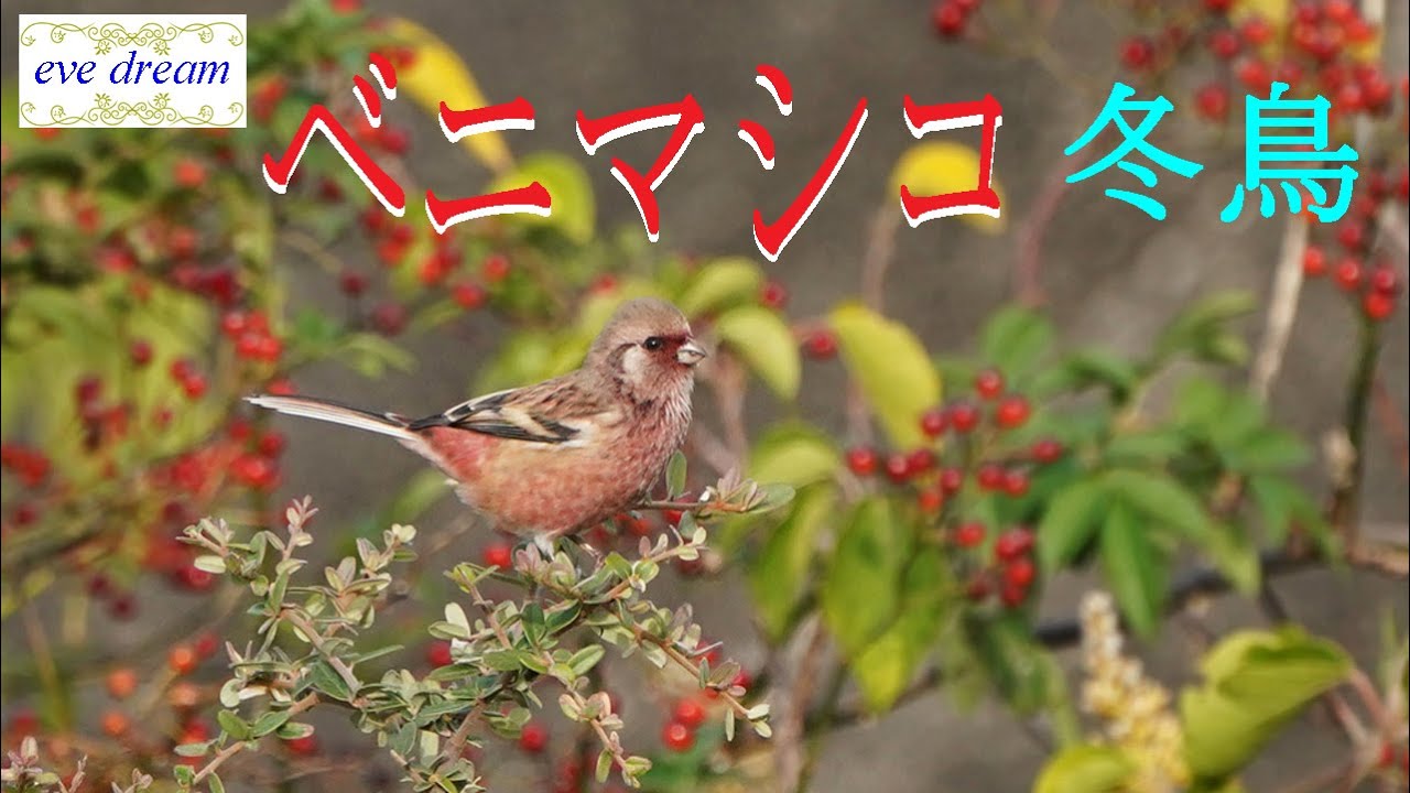 ベニマシコ　冬鳥