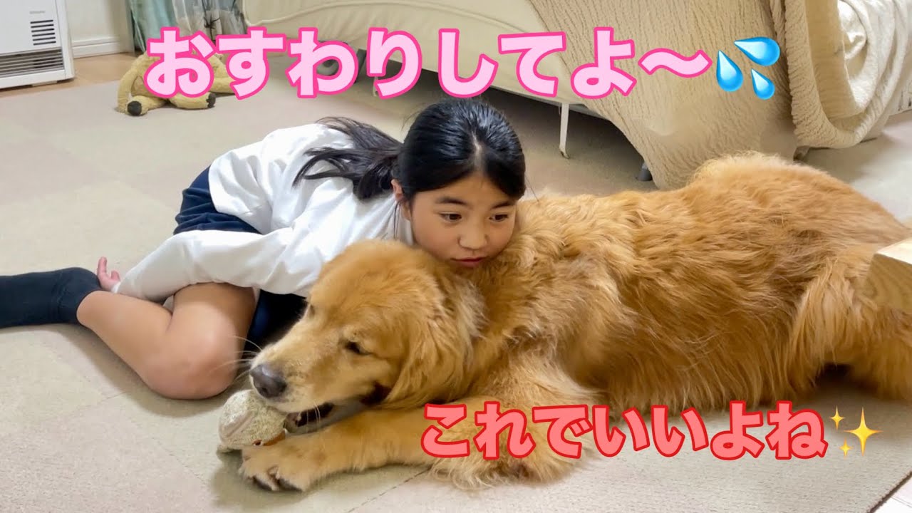 格下娘の命令には間違えたふりで乗り切ろうとする大型犬クッキー【ゴールデンレトリバーとミニチュアダックスフンド】
