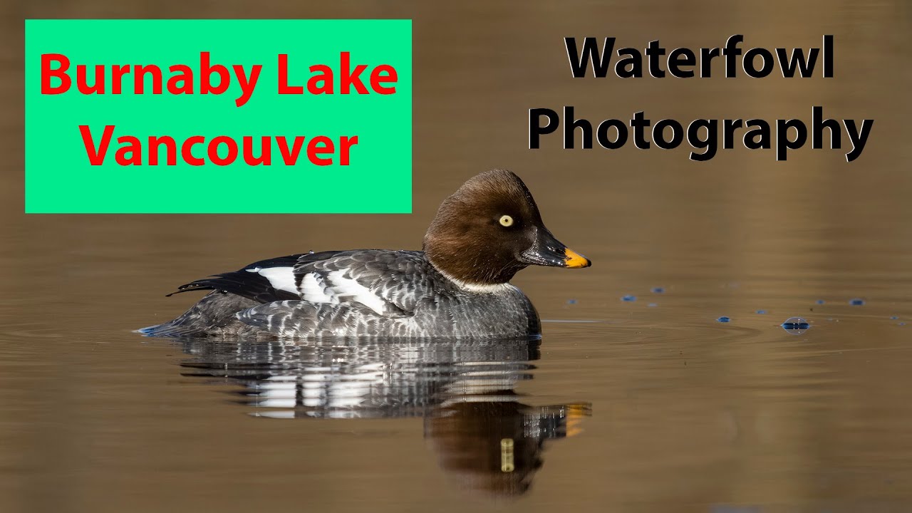 Bird Photography at Burnaby Lake, Vancouver