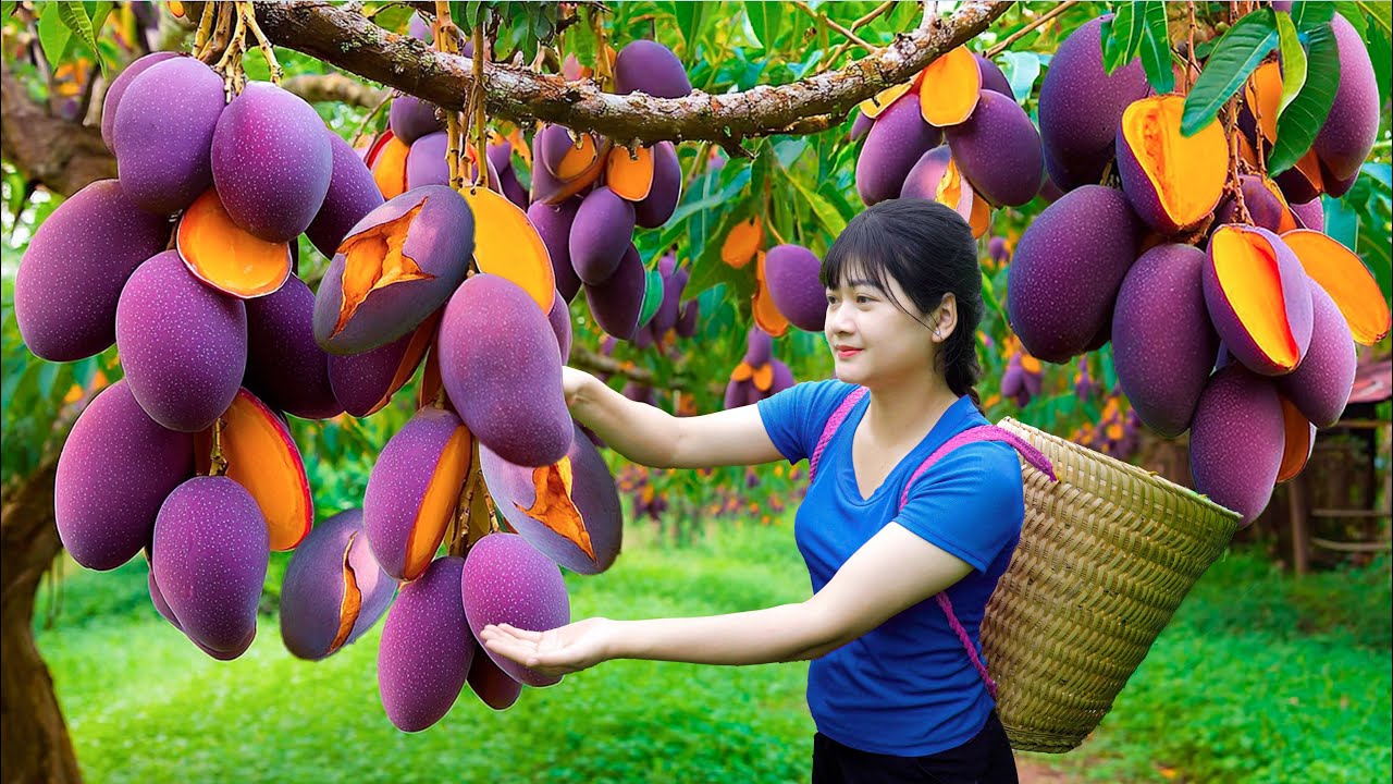 Ly Trieu Ca: Harvesting sweet giant seedless mango- How to traditional tropical fruit tea in village