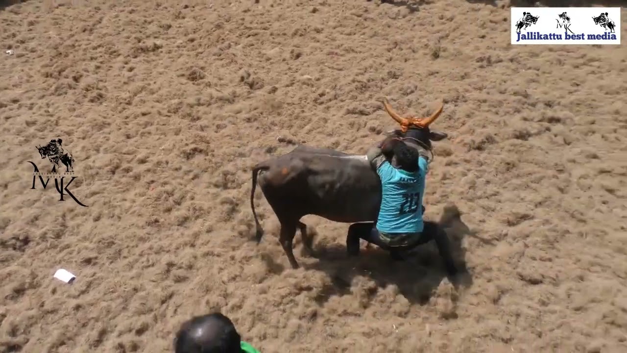 🔥 Ultimate Jallikattu Action 🔥 | Tamil Veeram Live