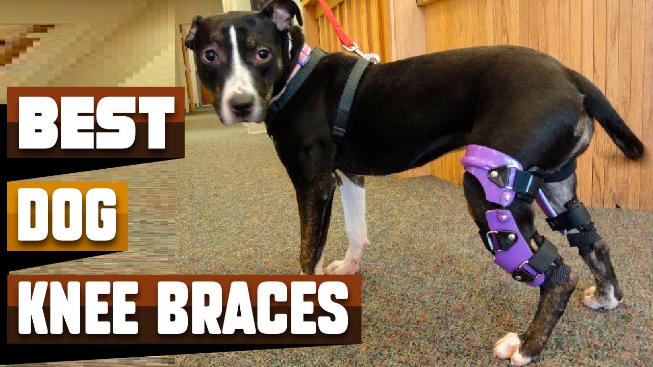 Best Dog Knee Brace In 2026 - Top 10 Dog Knee Braces Review