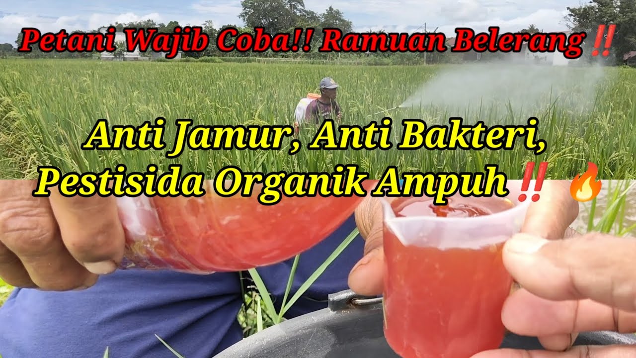 Petani Wajib Coba‼️ Ramuan Belerang‼️ Anti Jamur, Anti Bakteri, Pestisida Organik Ampuh! 🔥