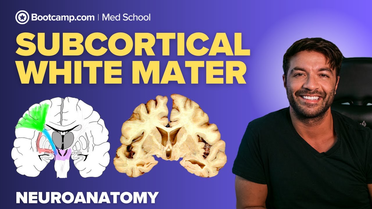 Subcortical White Matter Made Simple | Key Tracts and Functions