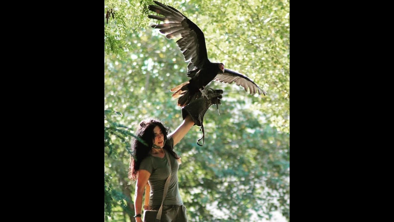 Falconeria  &  Guferia  www.falconiereperungiorno.it