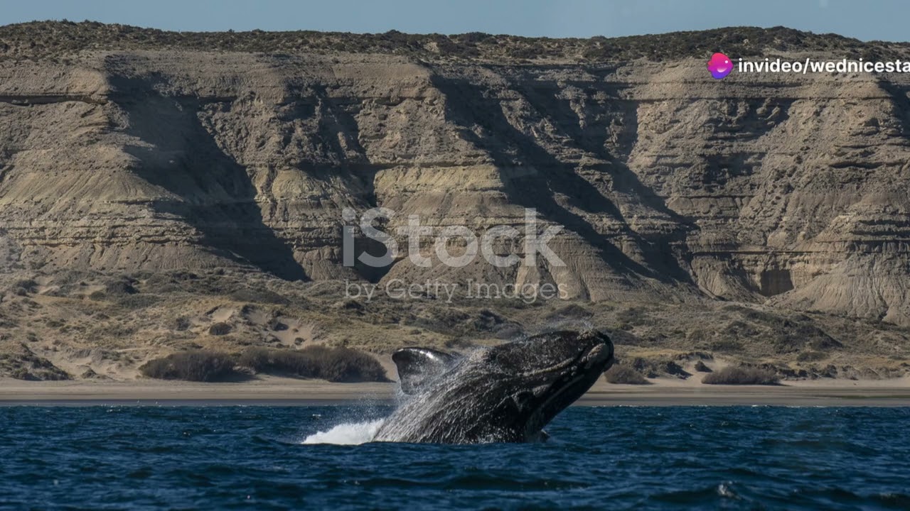 Birdwatching in Argentina: A Paradise for Bird Enthusiasts #animal2024 #wildlife #animalsasia