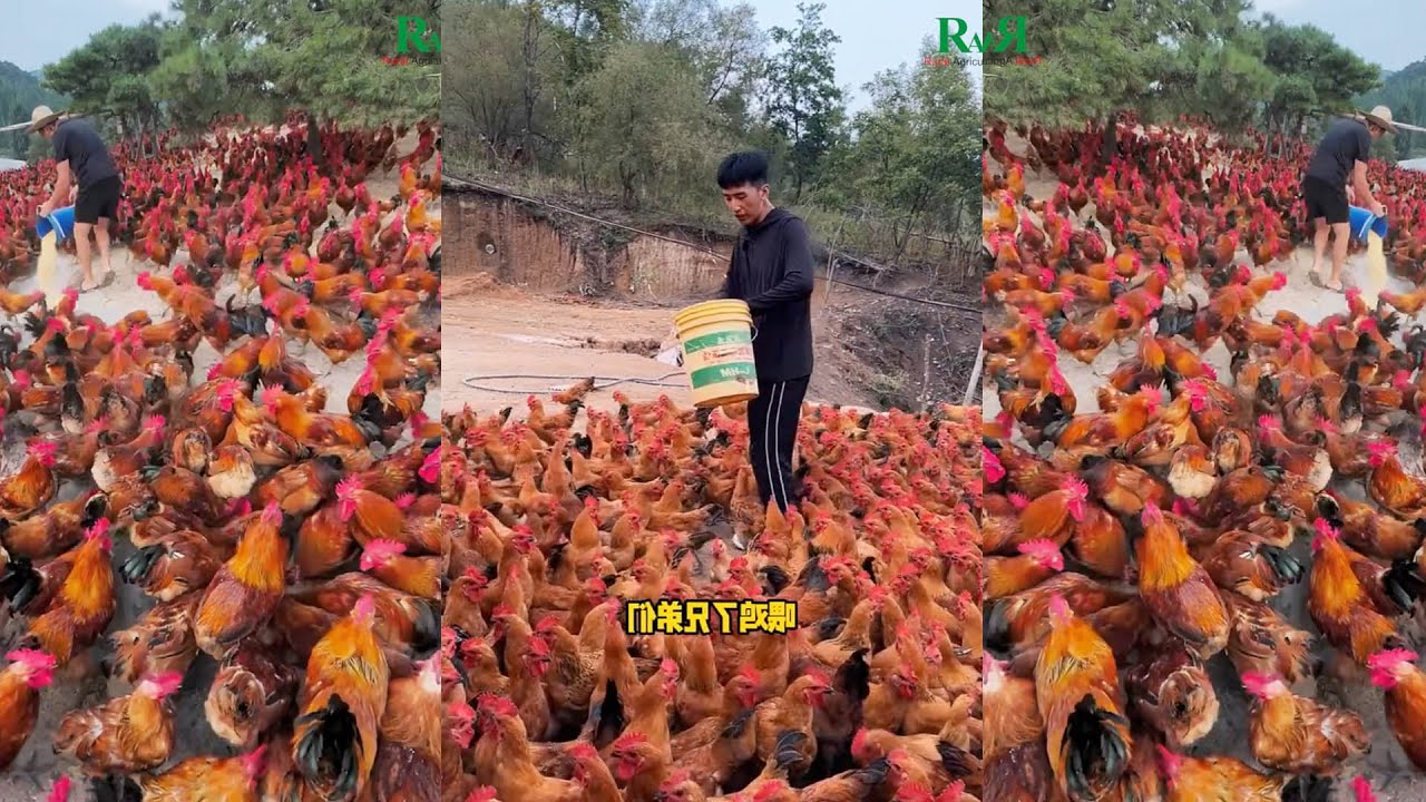 Traditional Chicken Farming in Rural Villages of China