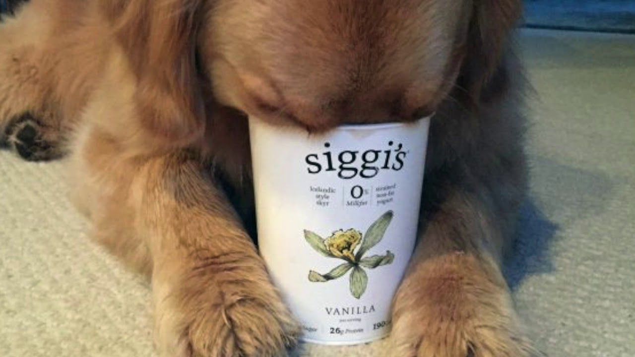 This is why you should feed your dogs greek yogurt!
