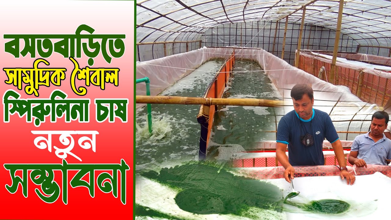 বসতবাড়িতে সামুদ্রিক শৈবাল স্পিরুলিনা চাষে নতুন সম্ভাবনা | স্পিরুলিনা চাষ পদ্ধতি | Spirulina Farming