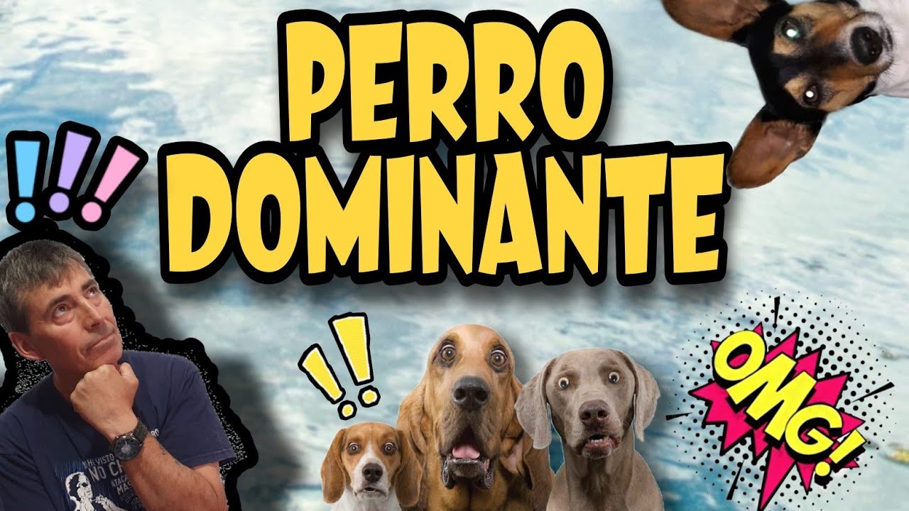 🐾&iquest;Por qu&eacute; mi perro es dominante?🐾
