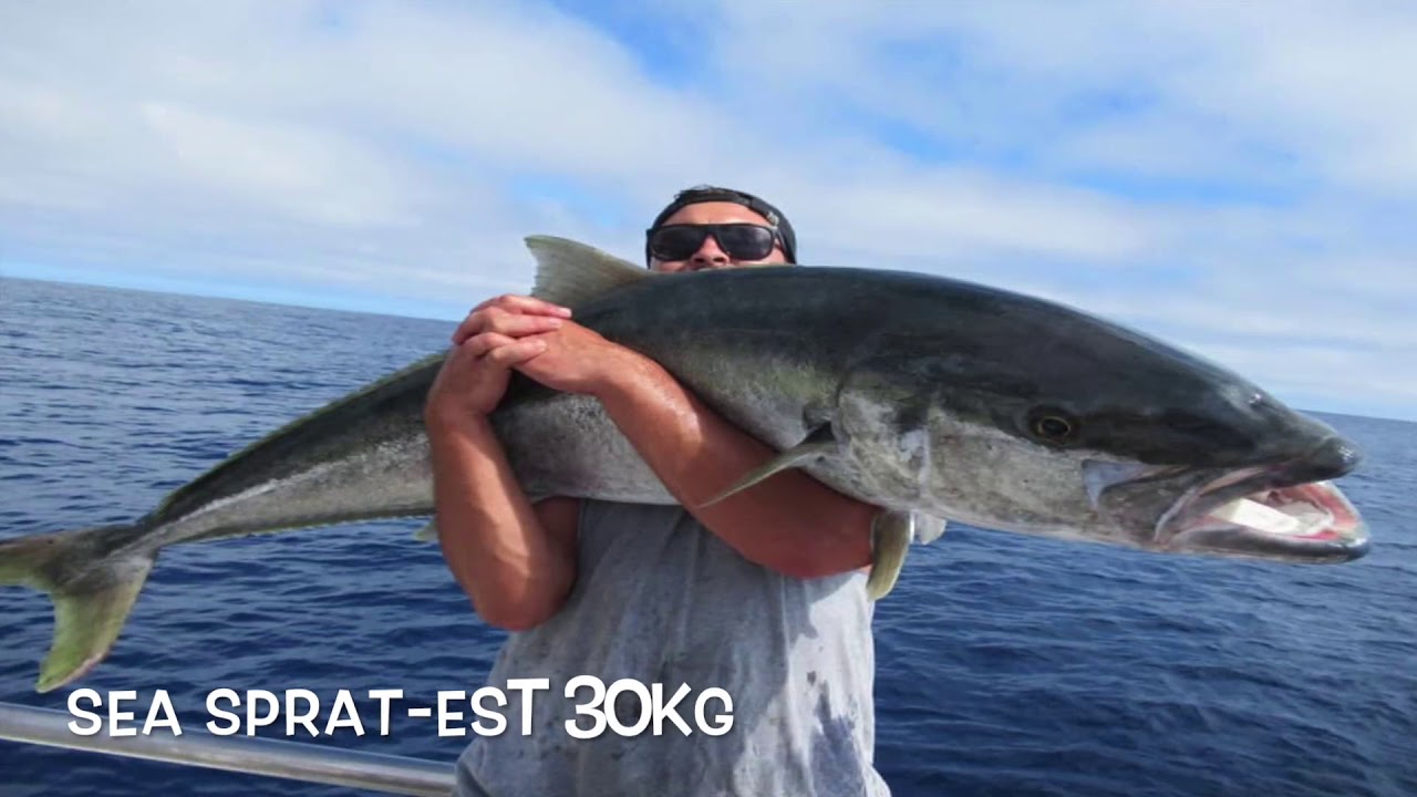 THREE KINGS ISLANDS , KINGFISH, PUKA AND PIIIG BASS SLAYING