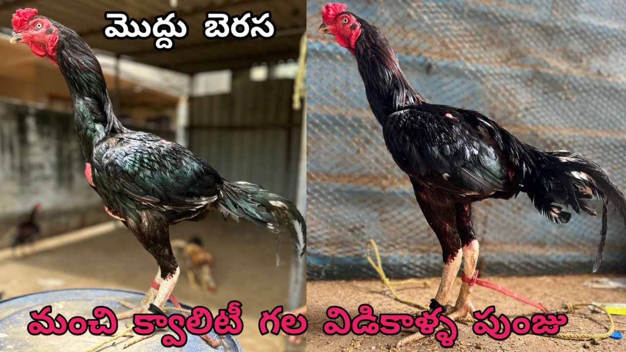 Good Quality Moddu Berasa Line Punju||Pure Vidikalla Breed||7995474187||@StarQualityFarms01...!