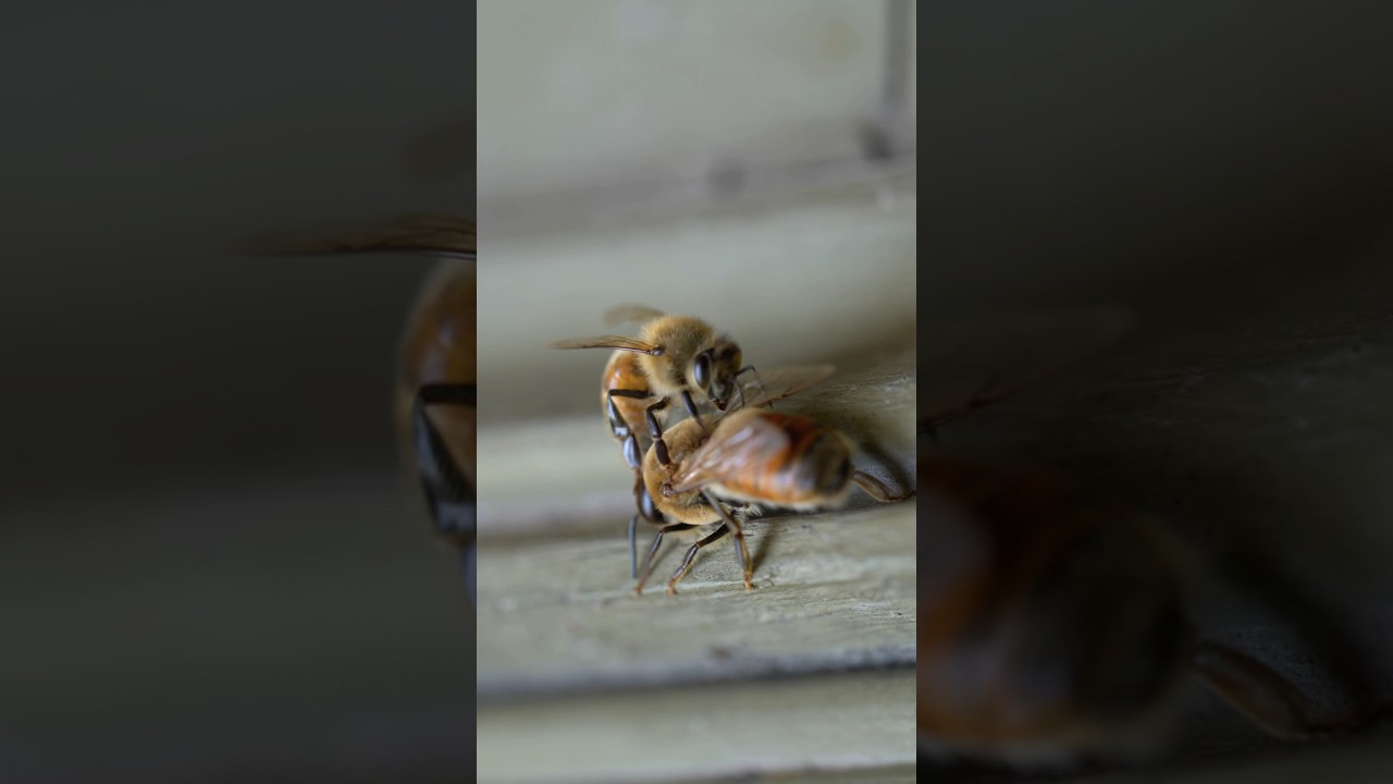 The defenseless males have received their eviction notice #beekeeper #bees #beekeeping #beehive